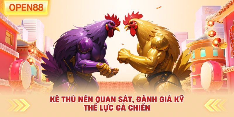 Kê thủ nên quan sát, đánh giá kỹ thể lực gà chiến